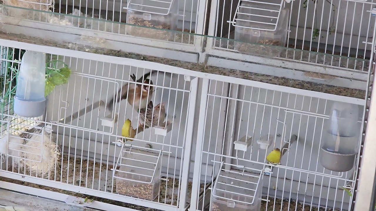 Finch Romance: Courtship and Mating Dance