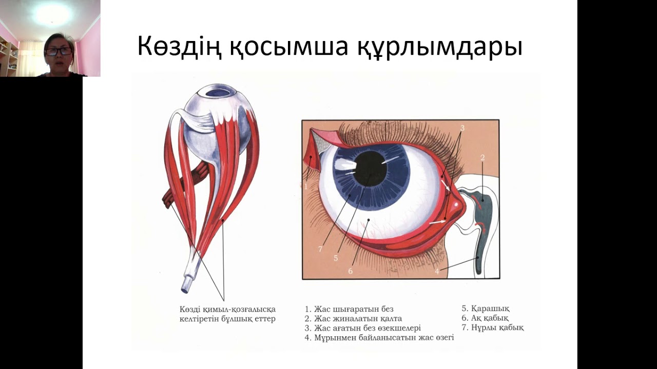 Сенсорлық жүйелер.