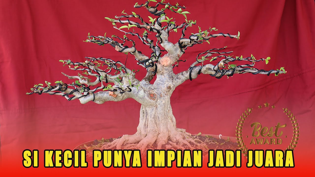 YANG HARUS DI PERHATIKAN SAAT WIRING BONSAI ANTING PUTRI