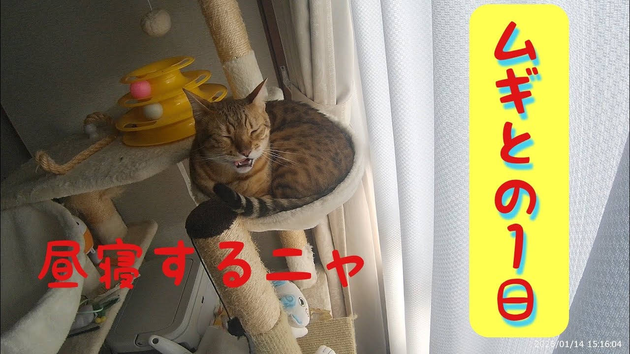 ムギの朝食後の1日
