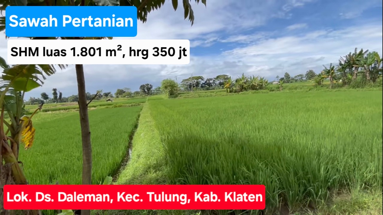 Sawah pertanian SHM luas 1801m2. Hrg 350jt. Lokasi Ds.Daleman Kec.Tulung Kab.Klaten