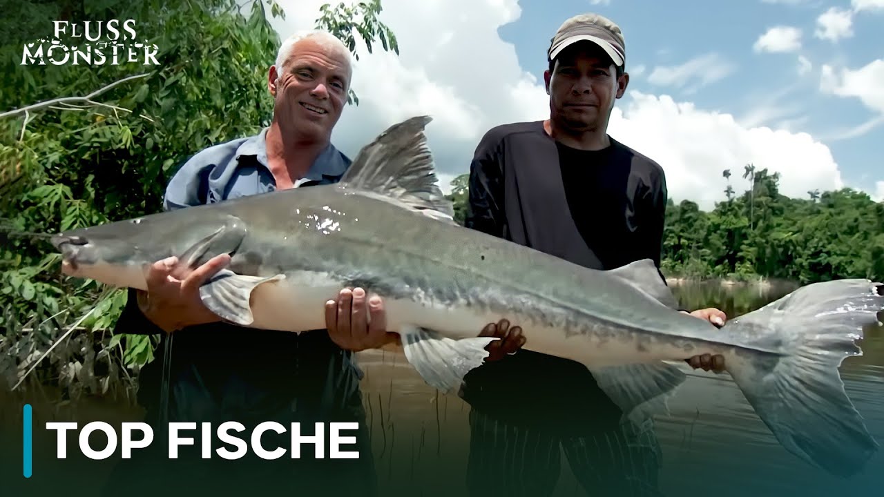 Die Fische, die Jeremy Wade am liebsten fängt | Fluss Monster