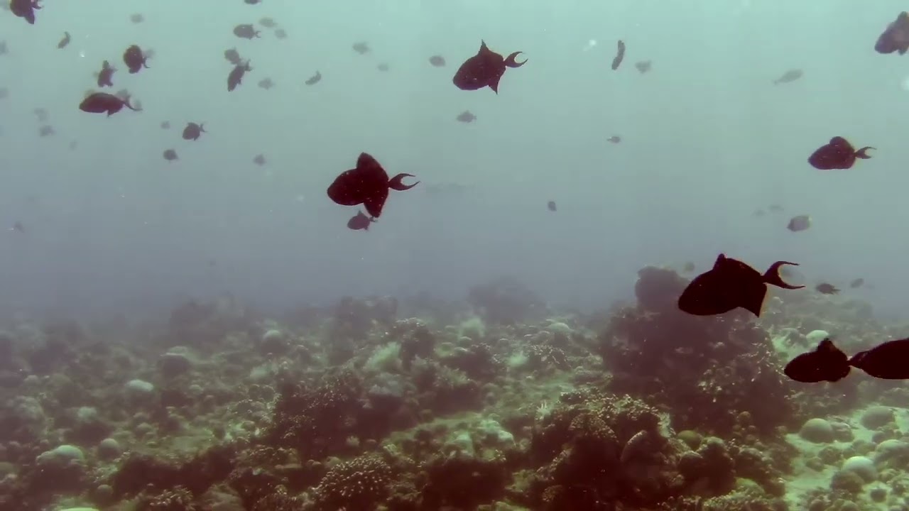 Dive 5 - Lekuan II - 30 June 2023