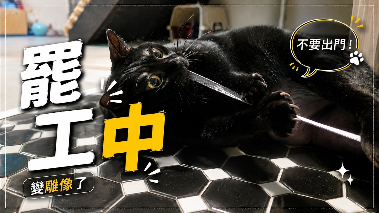 出門訓練大失敗 ! 屁喵秒變石化貓 👉 真喵Show #funnycat #cat #貓咪日常
