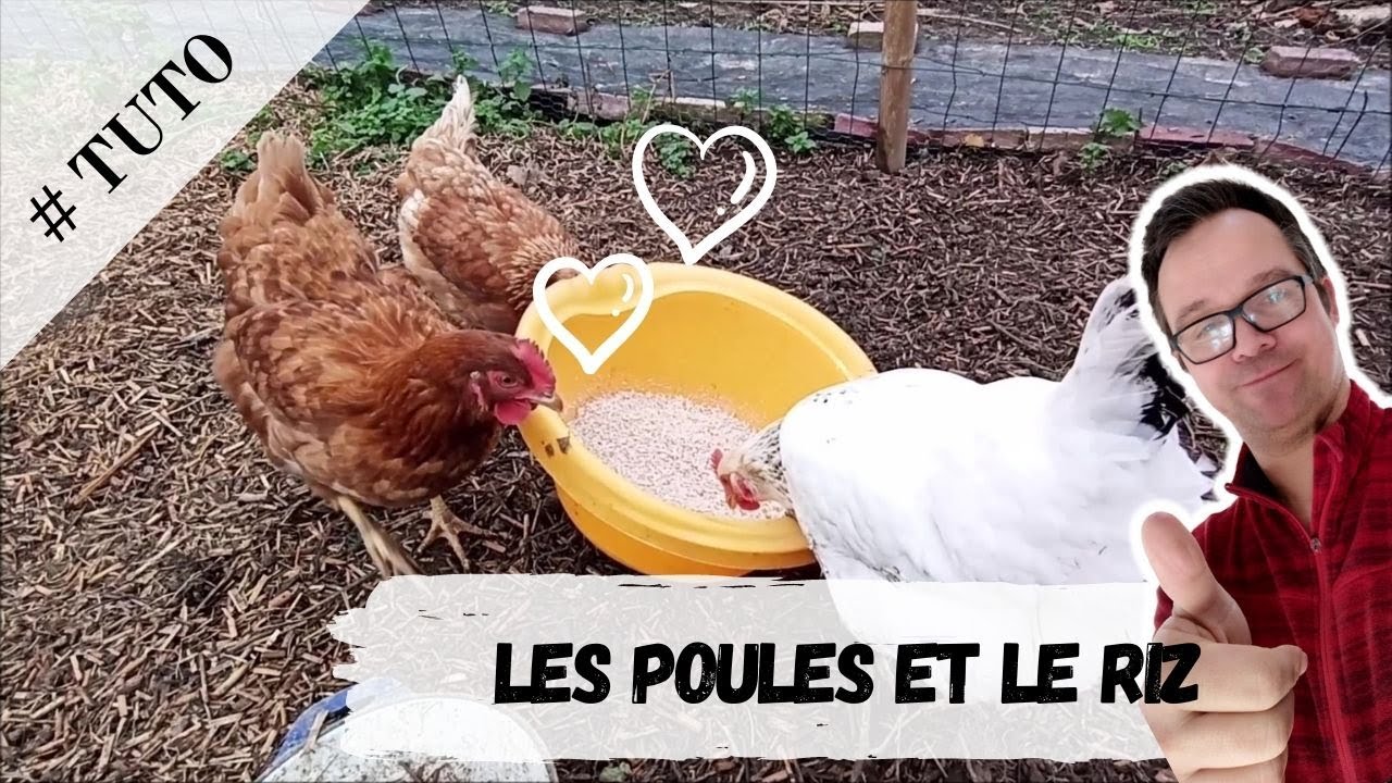 Les Poules et le Riz