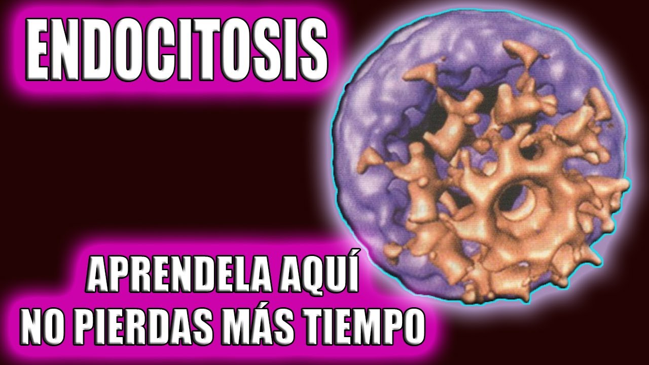 🧬🧬ENTENDÉ TODO sobre la ENDOCITOSIS CON ESTE VIDEO🧬🧬 (PINOCITOSIS, FAGOCITOSIS, ENDOCITOSIS MEDIADA)
