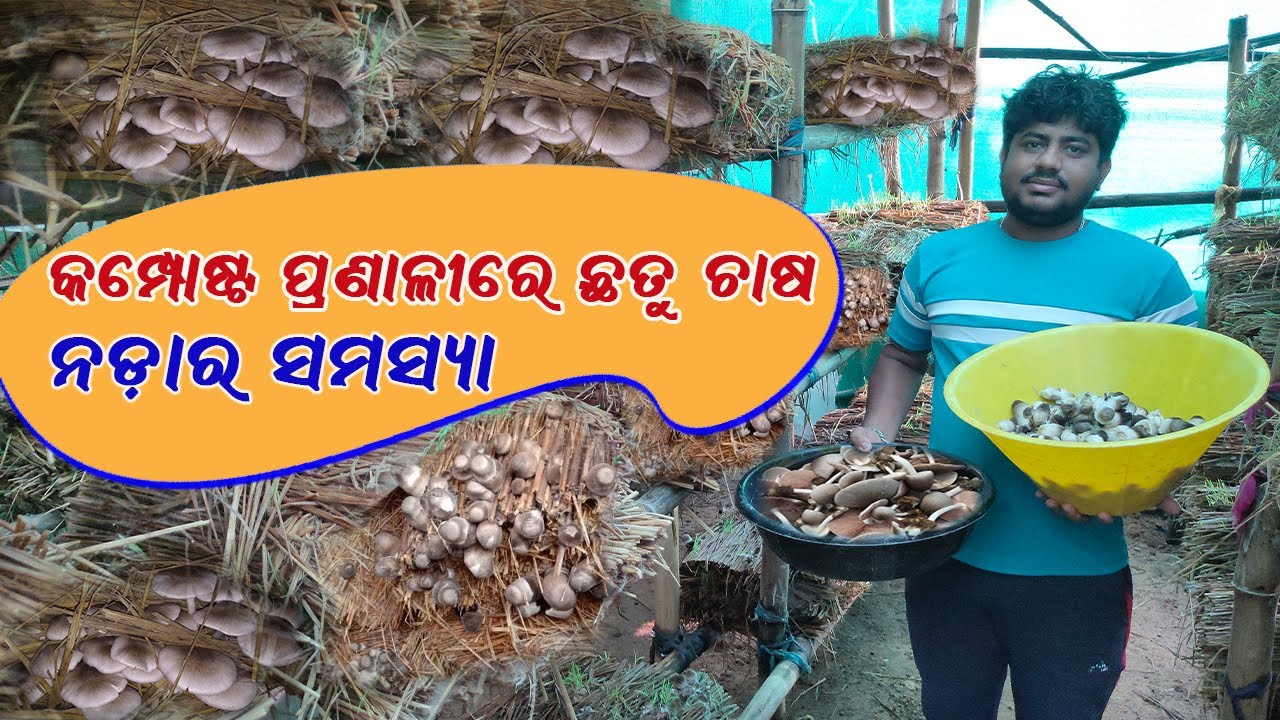 କମ୍ପୋଷ୍ଟ ପ୍ରଣାଳୀରେ ଛତୁ ଚାଷ ।। Mushroom cultivation by using compost method  ।