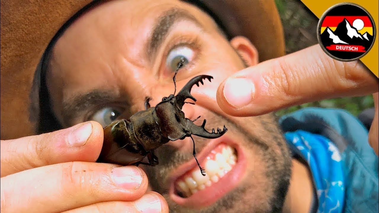 Gekniffen von einem RIESIGEN HIRSCHKÄFER! Videos über die Natur | Brave Wilderness Deutsch