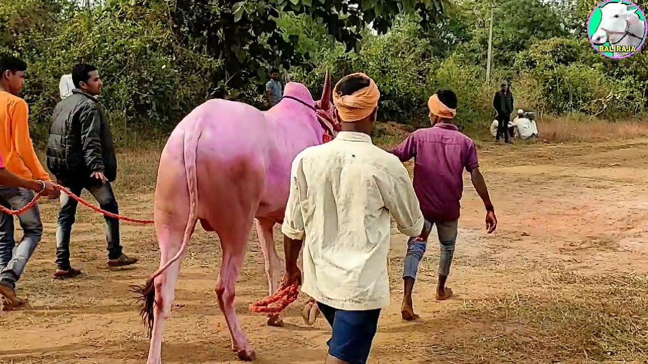 || खिल्लारी बैलांची सुंदर जोडी || बैलगाडी शर्यत || Khillari bulls of Topinkatti and Khairwad in Race