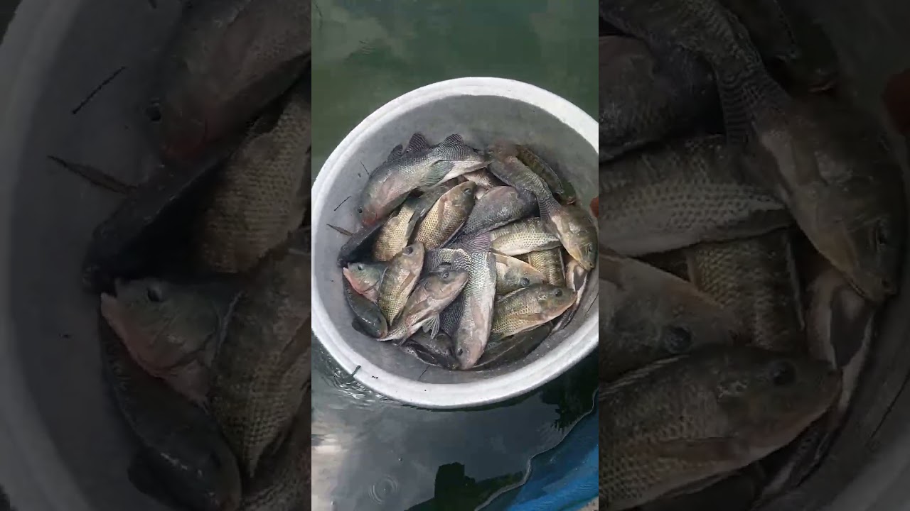 Male and female tilapia brood-stocks
