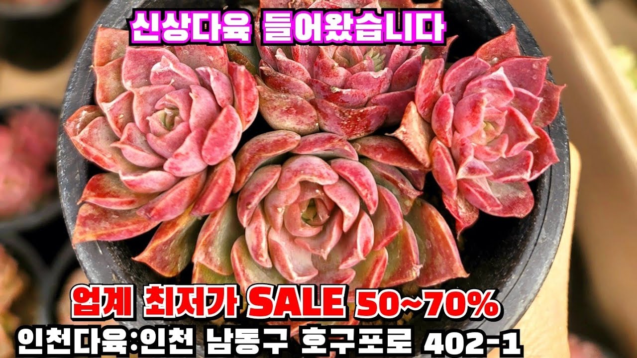 [인천다육]❤️업계 최저가 SALE 50~70% ⚠️ 2천원의 행복 득템하세요 🏡인천 남동구 호구포로 402-1 ☎️ 010-5316-7402