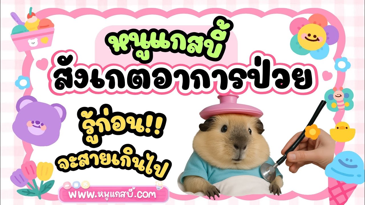 หนูแกสบี้ป่วย สังเกตอาการ หนูแกสบี้ป่วย