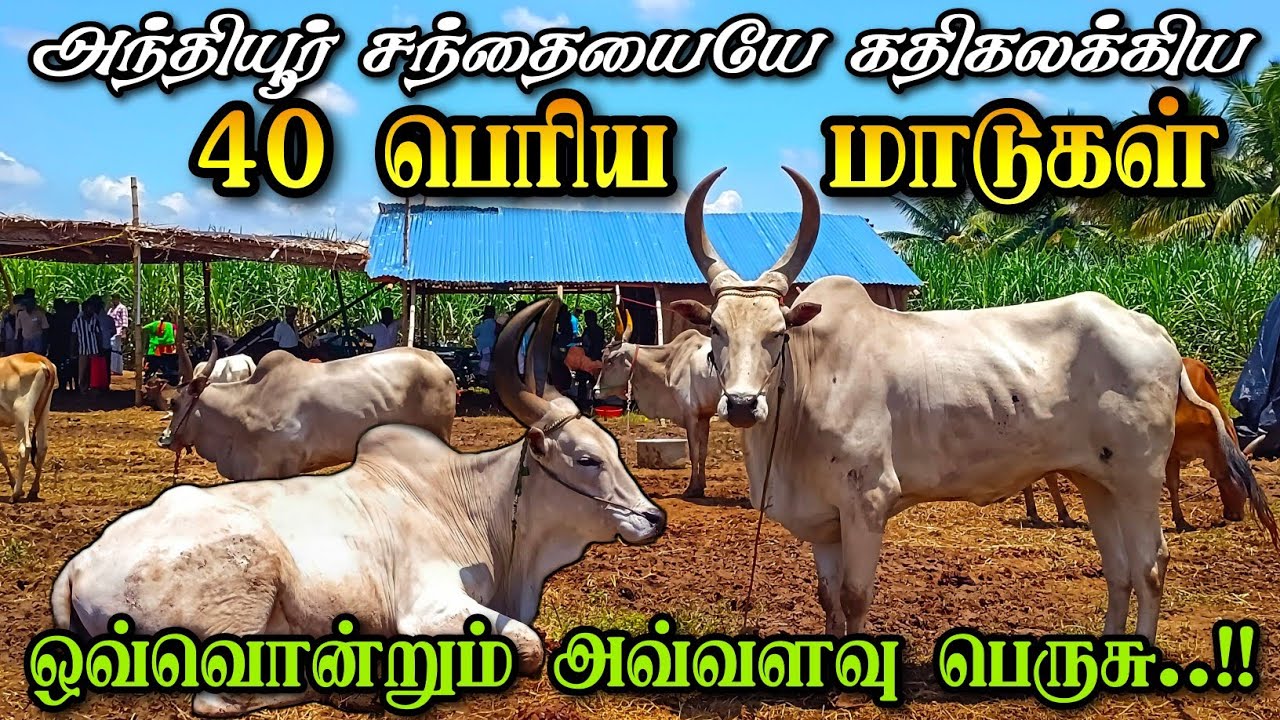 அந்தியூர் தேரில் கலக்கிய 40 பெரிய மாடுகள் | நாட்டுமாடுகள் சந்தை | 