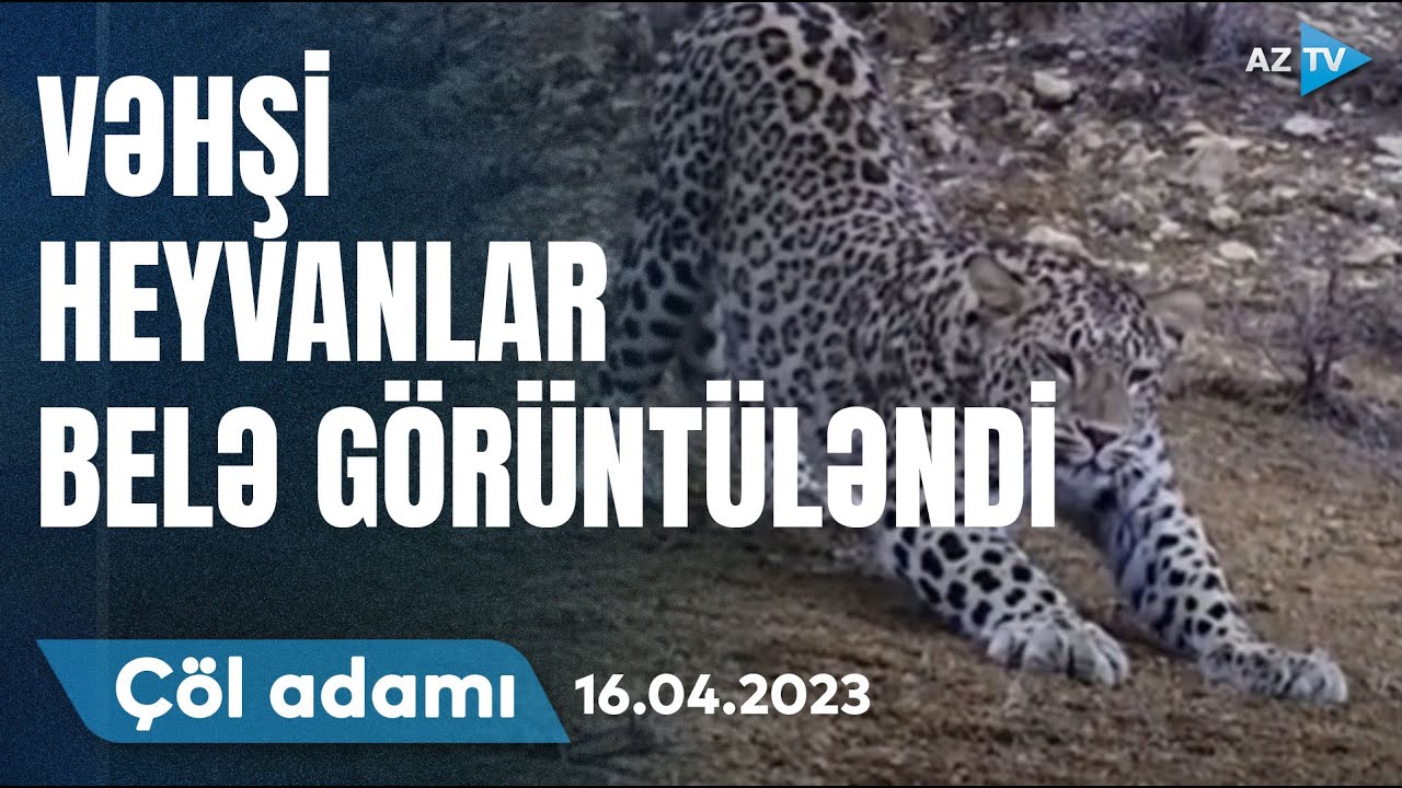 Çöl adamı Naxçıvanda macəra axtarışında | 16.04.2023