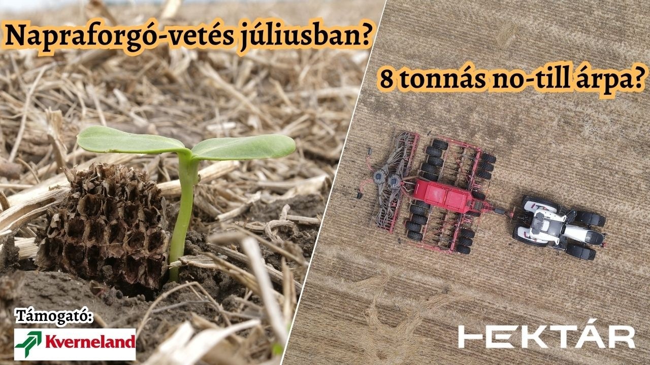 Mennyit termett a direktvetett búza és árpa? Vajon lesz termése a júliusi másodvetésű napraforgónak?