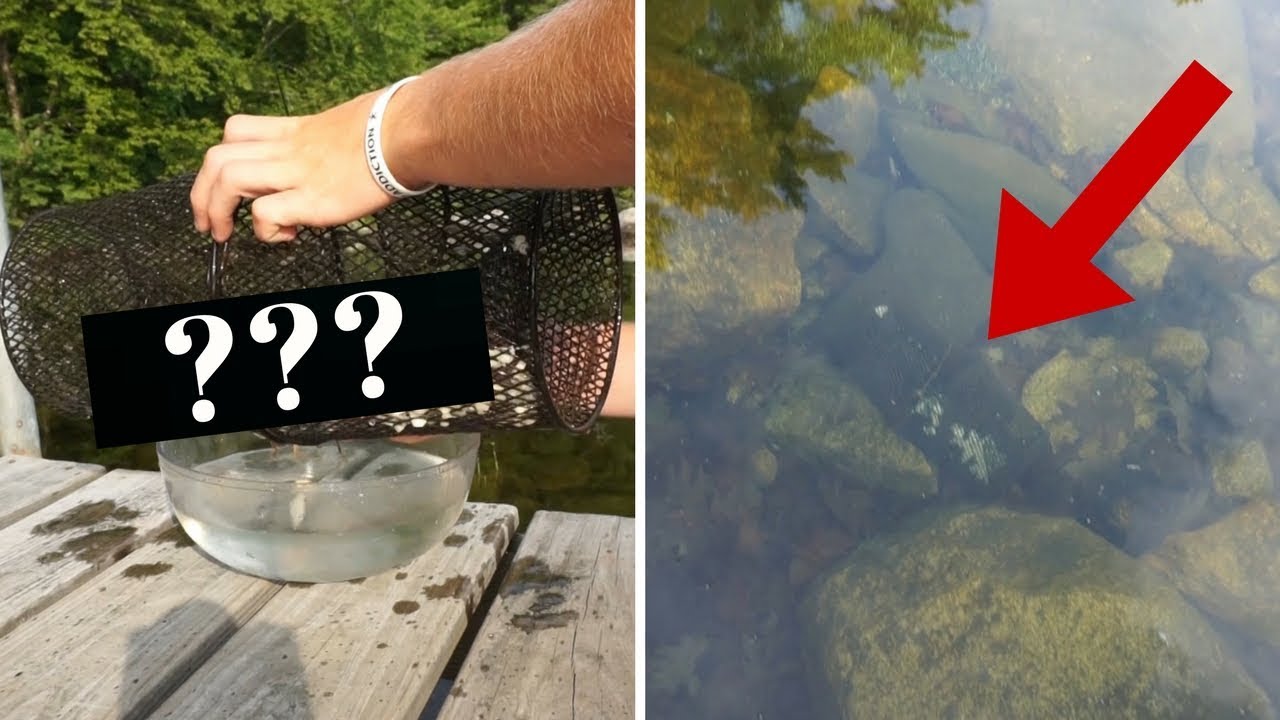 MINNOW TRAP off a Dock! ~ What Species Did I Catch?!?