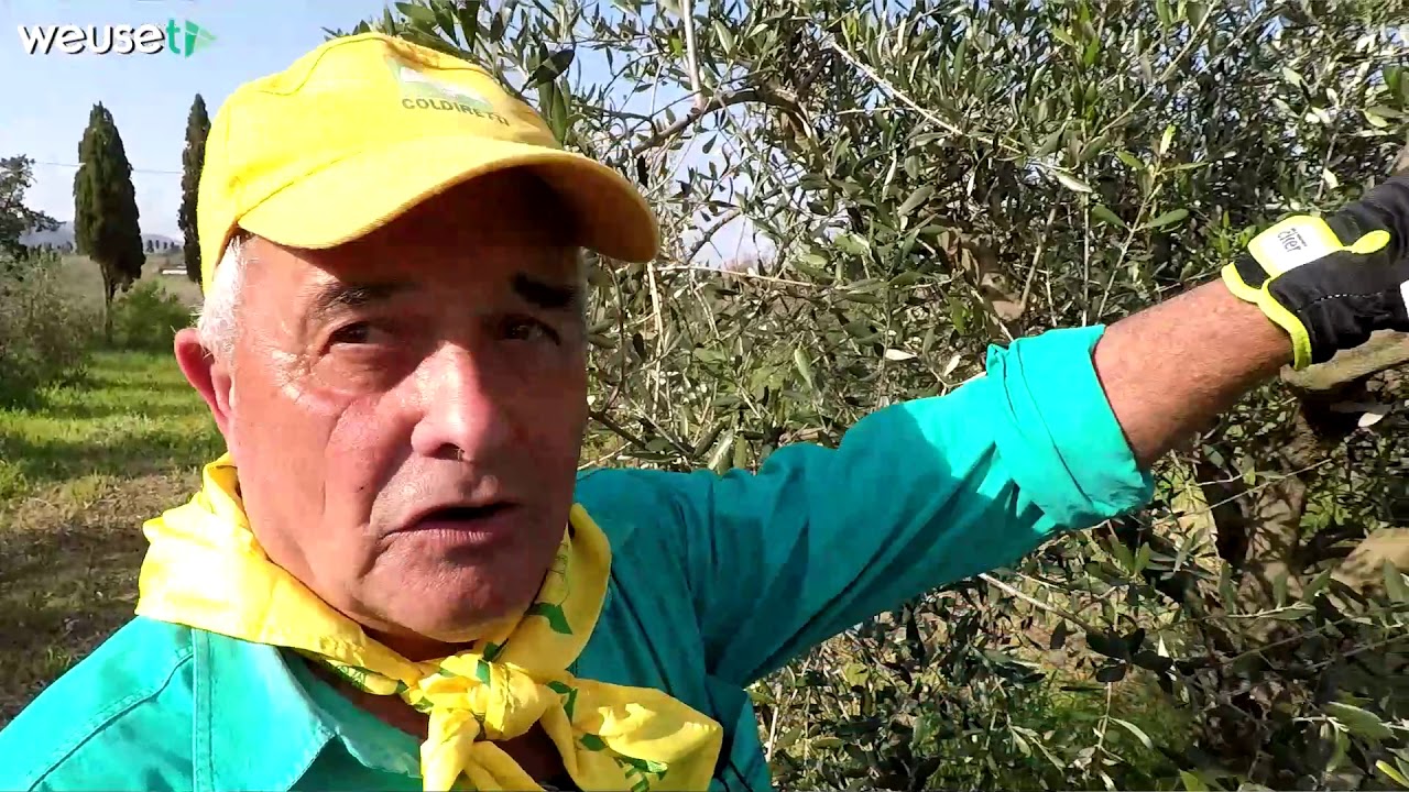 Potatura olivo troncoconica con Fernando (parte 1 di 2) - Guida passo passo  per potare un olivo