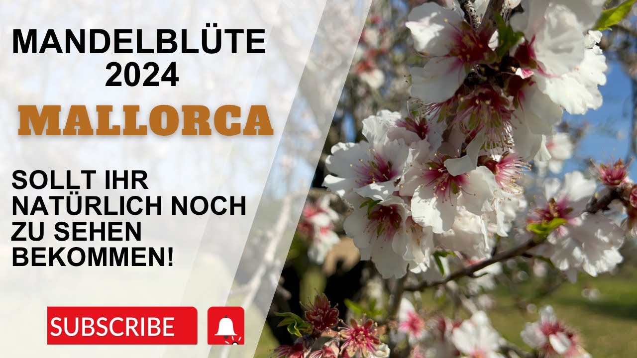 Atemberaubend - Mandelblüte 2024 Mallorca 💚 Direkt aus Kapstadt retour hier das versprochene Video