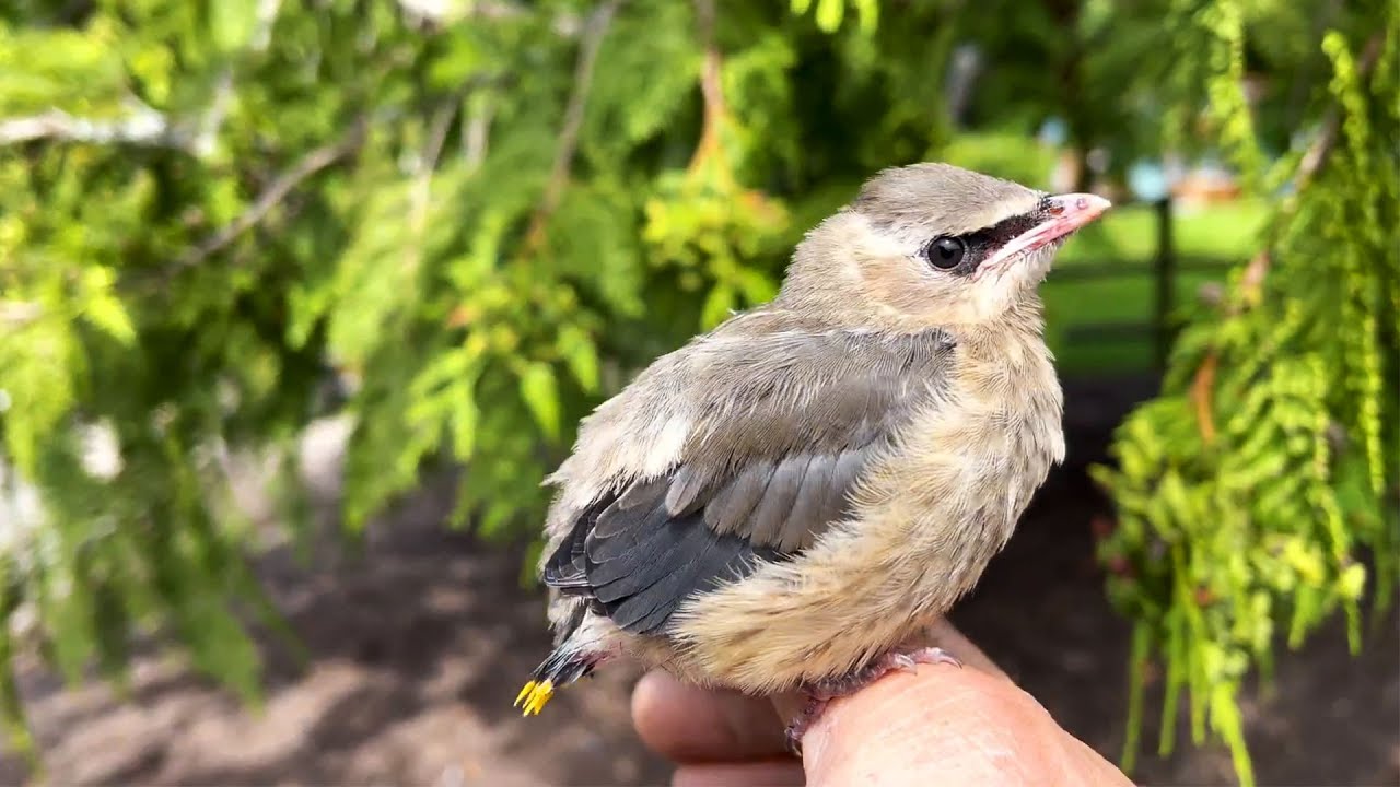 Cedro the Cedar Waxwing: A Rescue Story