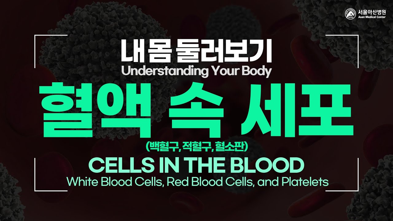 혈액 속 세포- 백혈구,적혈구,혈소판 [내 몸 둘러보기]