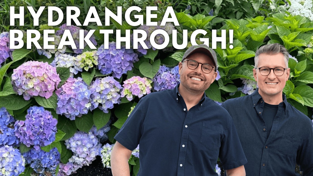 How Hydrangeas Happen 🌿 Inside the Breeding Program at Proven Winners Color Choice Shrubs
