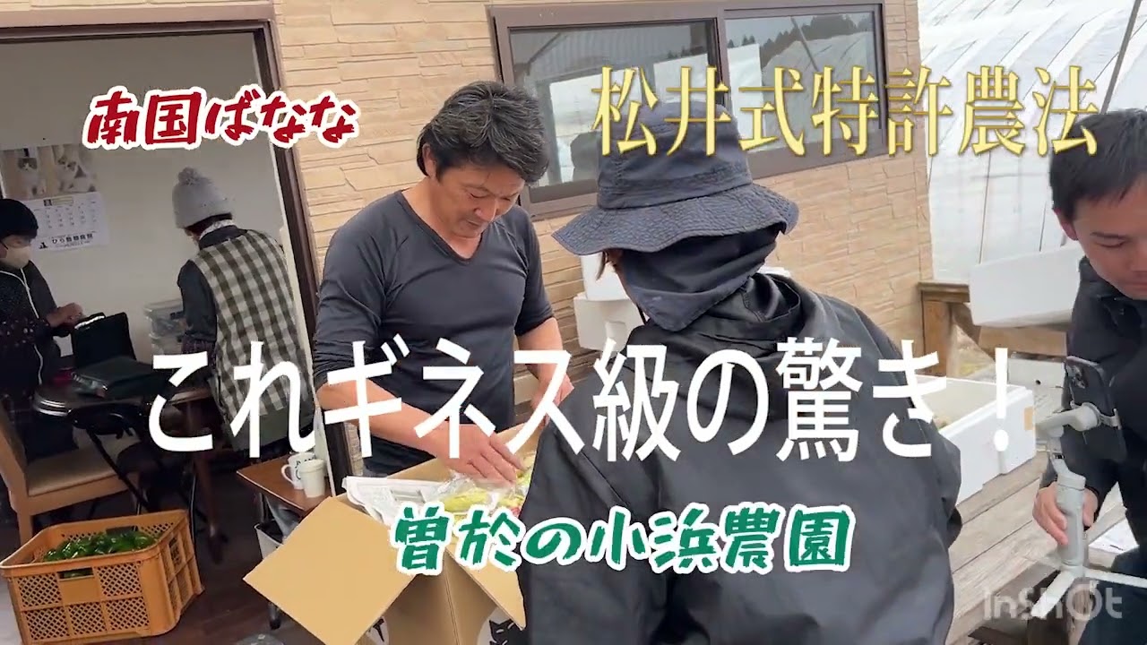 南国ばなな小浜農園　鹿児島産バナナ衝撃デビュー、栽培期間中農薬不使用の安心・安全バナナ。お子様でも安心食べられる、こんな国産バナナを待っていました。