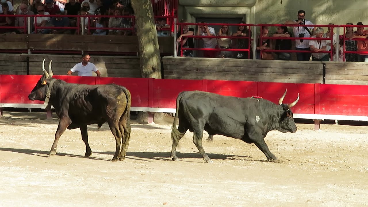 Fête de Marsillargues 2021 - Course d'Etalons Neufs - Le taureau no.716 de la manade Laurent
