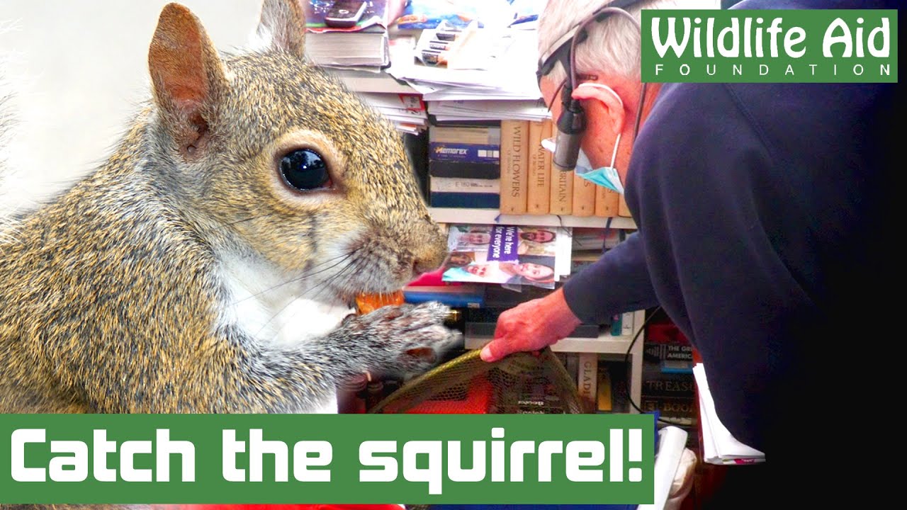TRAPPED squirrel runs rings around rescuers!