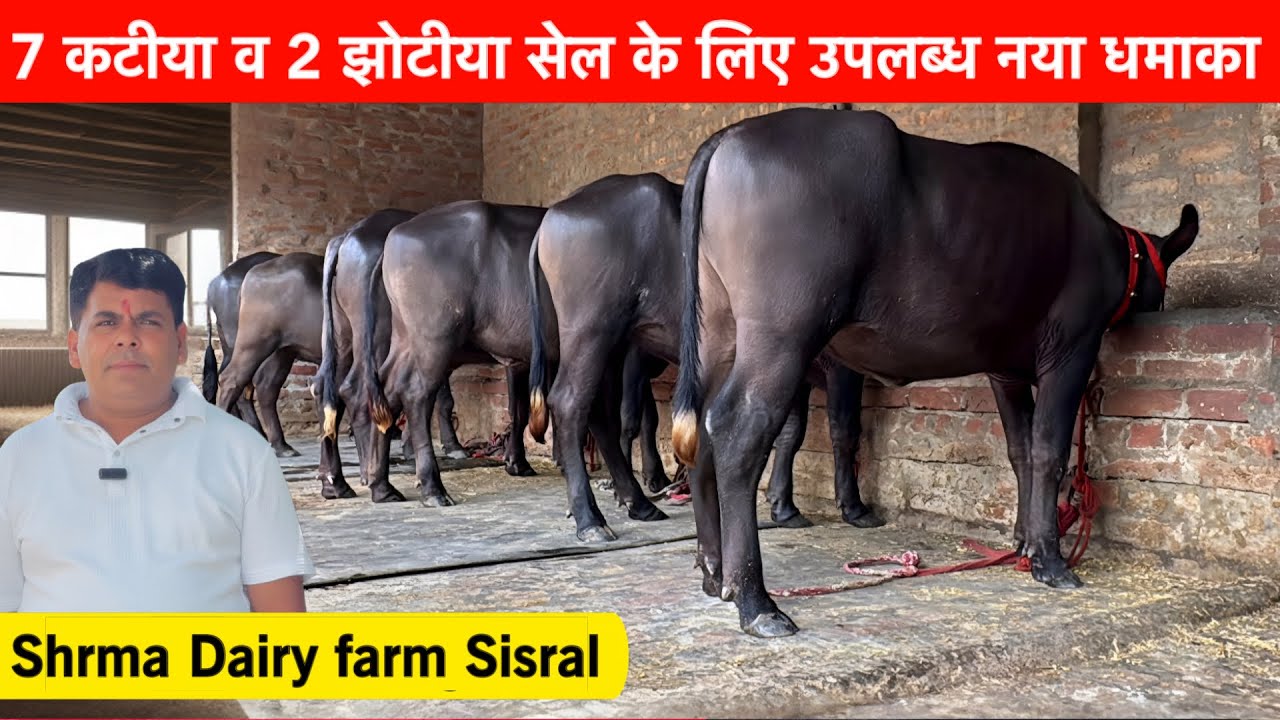 7 मुर्रा कटीया व 2 झोटीया ताजा ब्याई सेल के लिए उपलब्ध Shrma Daily Farm Sisral 45 हजार से सुरवात ✅