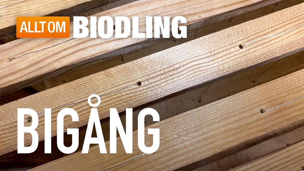 Bigång i bikupor - Biodling