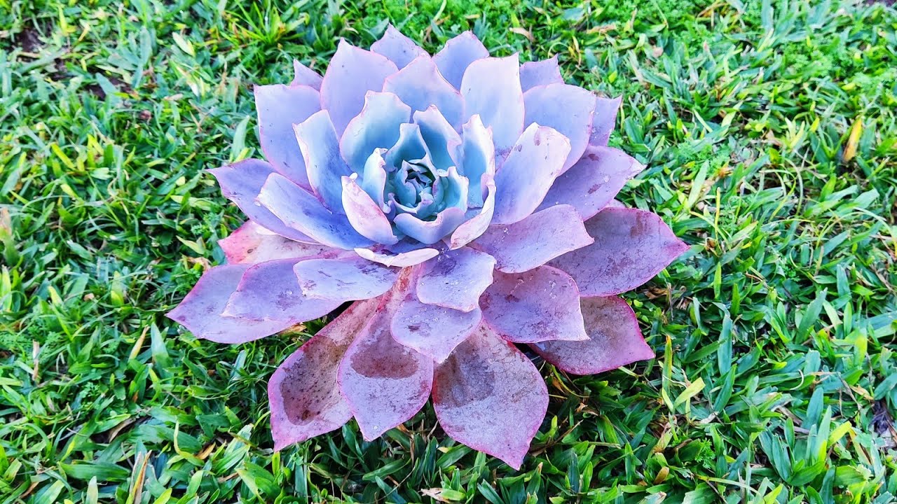 Echeveria Afterglow... uma Suculenta linda e de fácil cultivo