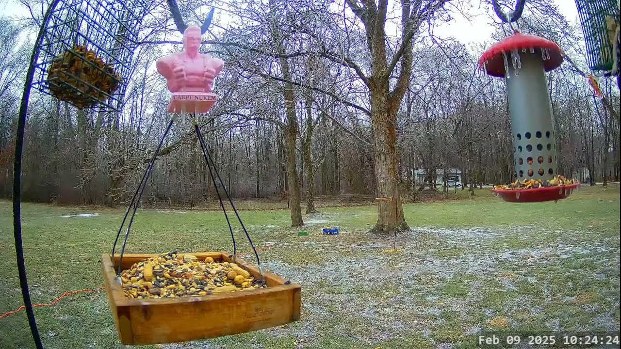 Winter Bird, Deer & Critter Cam