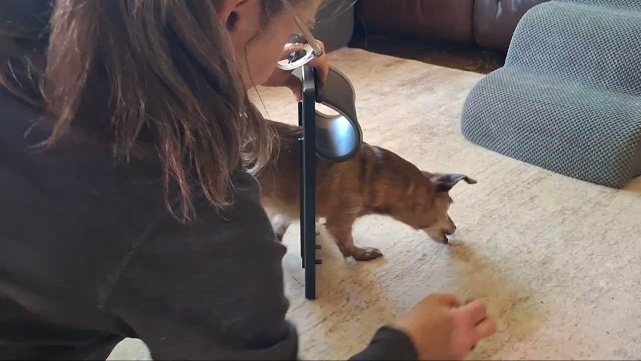 Washable Puppy Pads That Don’t Leak? Testing Reusable Pee Pads