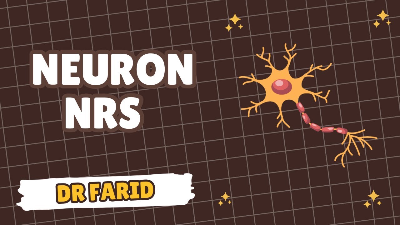 Neuron | NRS | Histology