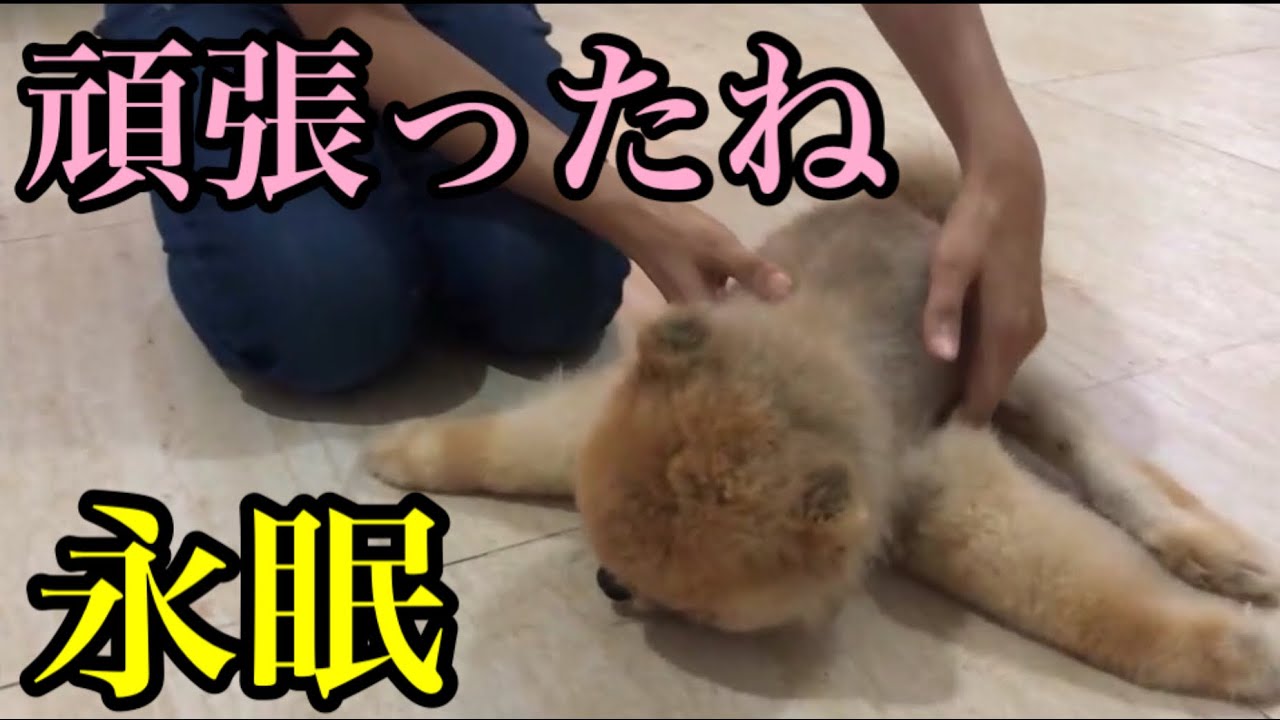 【保護犬】酷い飼い主に捨てられ保護された体が麻痺のポメラニアンが永眠...