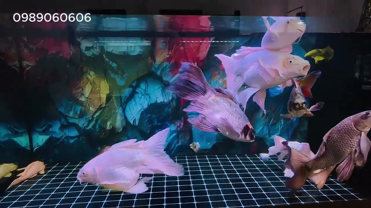 Báo Giá Toàn Bộ Cá Chép Phi Tần Mới Nhất Tháng 3/2026 | Đủ Size Đủ Màu Giá Tốt Cho Anh Em Chơi Cá