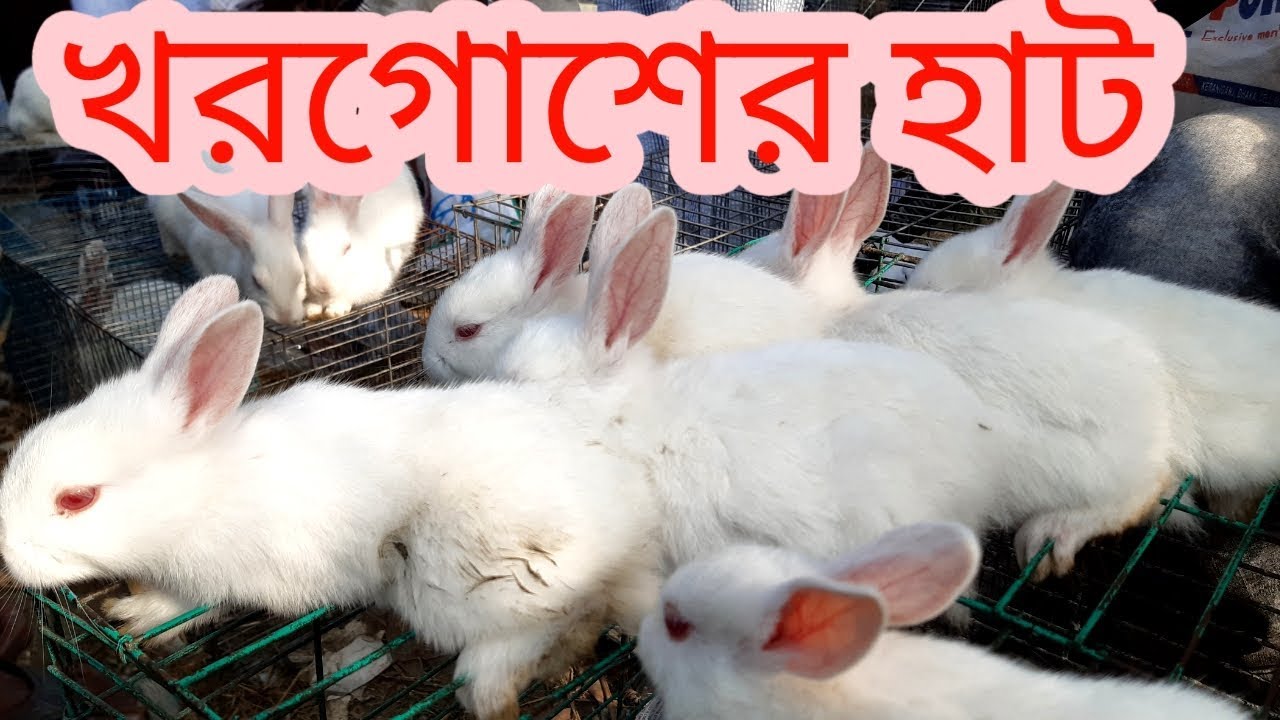 নরসিংদী খরগোশের হাট/দাম জানুন খরগোশের/Narsingdi Rabbit Hats /Find Price Rabbit