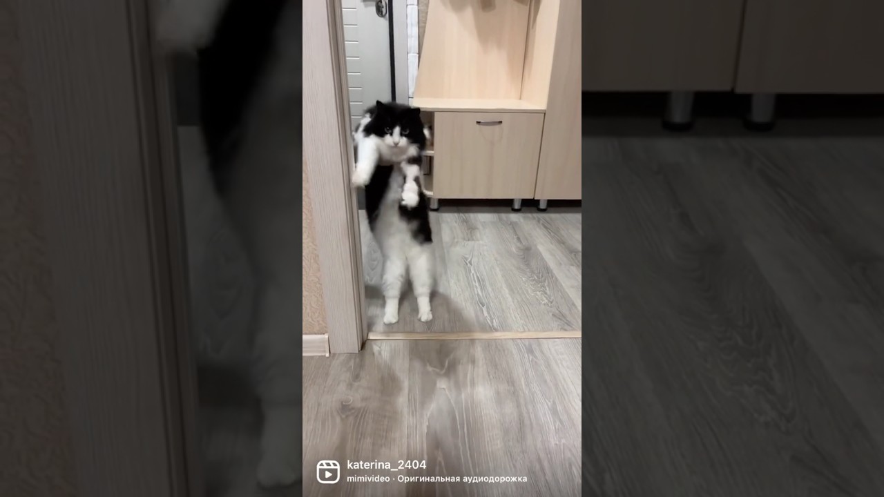Кошачьи танцы😂😂#каиркатя #юмор #hasiki #прикол #семья