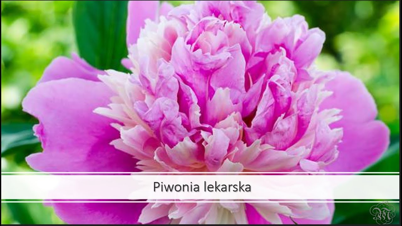 Piwonia lekarska nie tylko z nazwy.