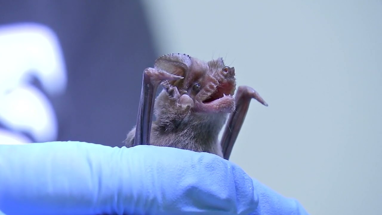Hundreds of bats rescued during freeze to be released into the wild
