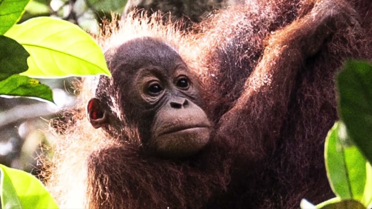 Borneo Rain Forest animals & people