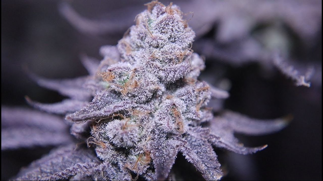 День урожая! Охота за фенотипами Exotic Genetix Red Pop! Неделя 9. Цветы.