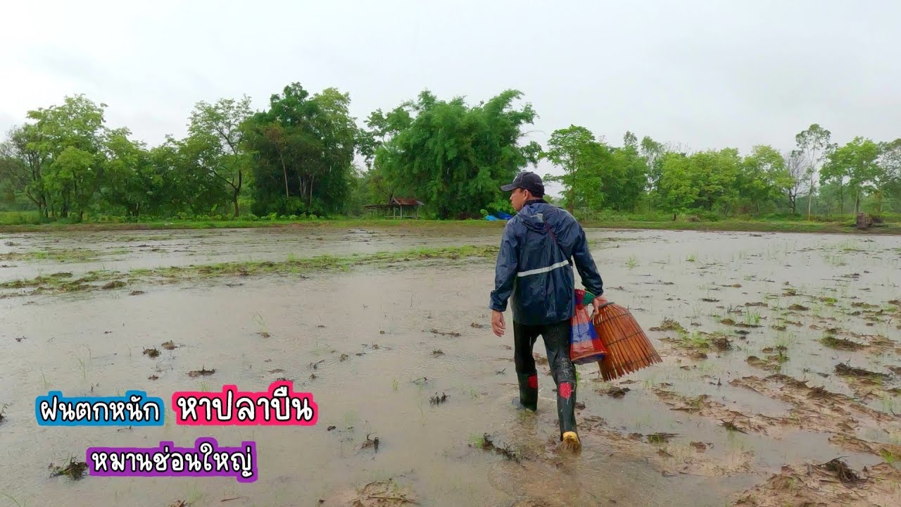 หาปลาบืน สุดหมานเจอช่อนใหญ่ กับบรรยากาศฝนตกรินๆตอนเช้า/บ้านนาพาสุข EP.510