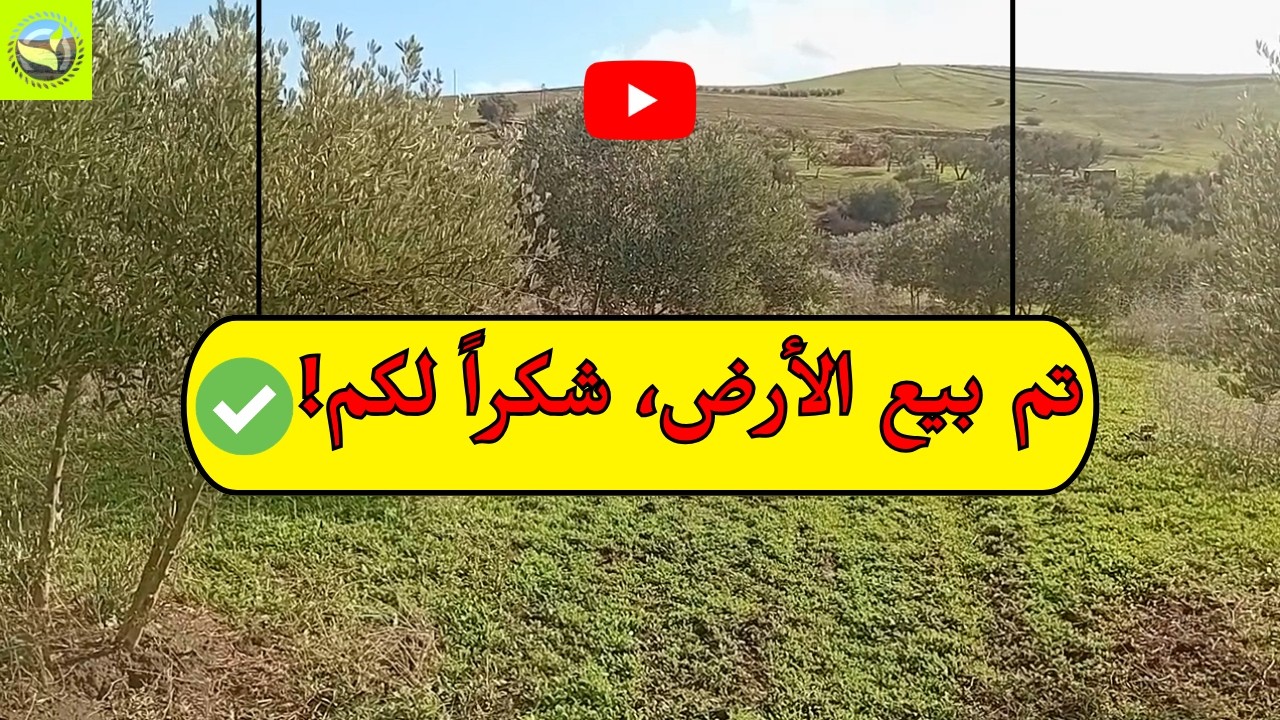 للبيع أرض فلاحية محفظة بأيت عبو 1.590 متر² مزروعة بالزيتون وبثمن مناسب قابل للتفاوض 🌿💰