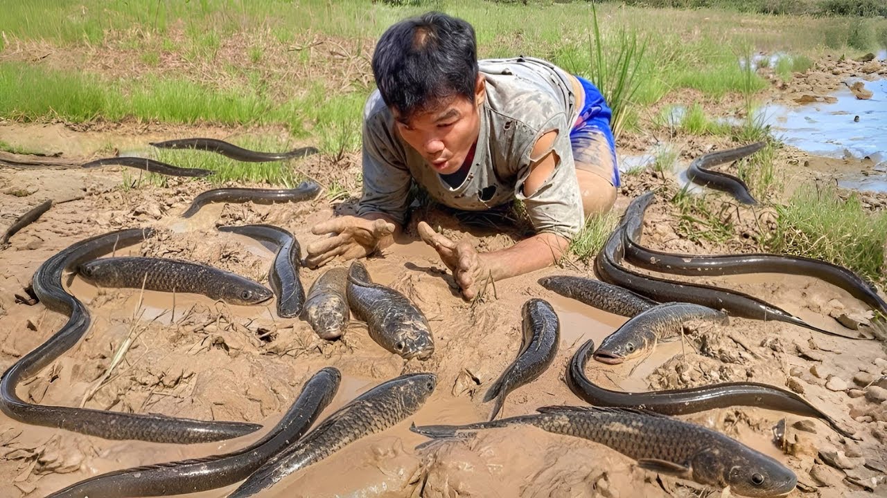 Full Video a man with funny fish he catch the fish in the rice fild so funny