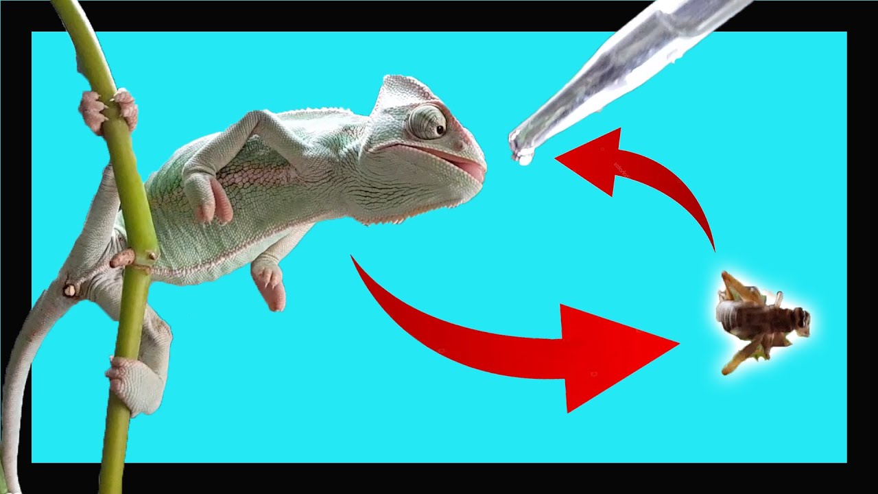 💧💧💧 Tu CAMALEÓN NO BEBE? Haz ESTO YA!!! (FUNCIONA) ✅