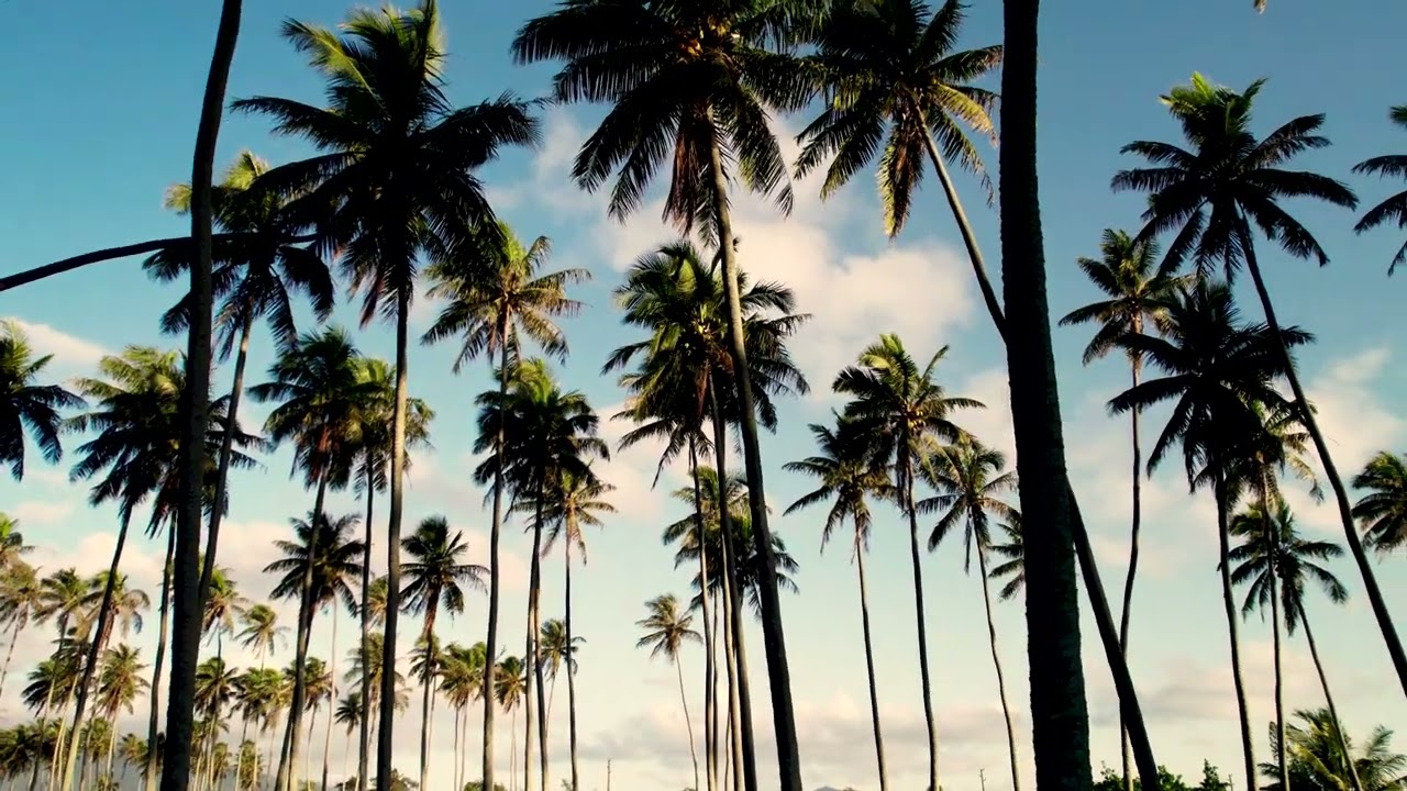 Palm Tree Float 4K featuring Why Do I Get So Obsessed by Ramin