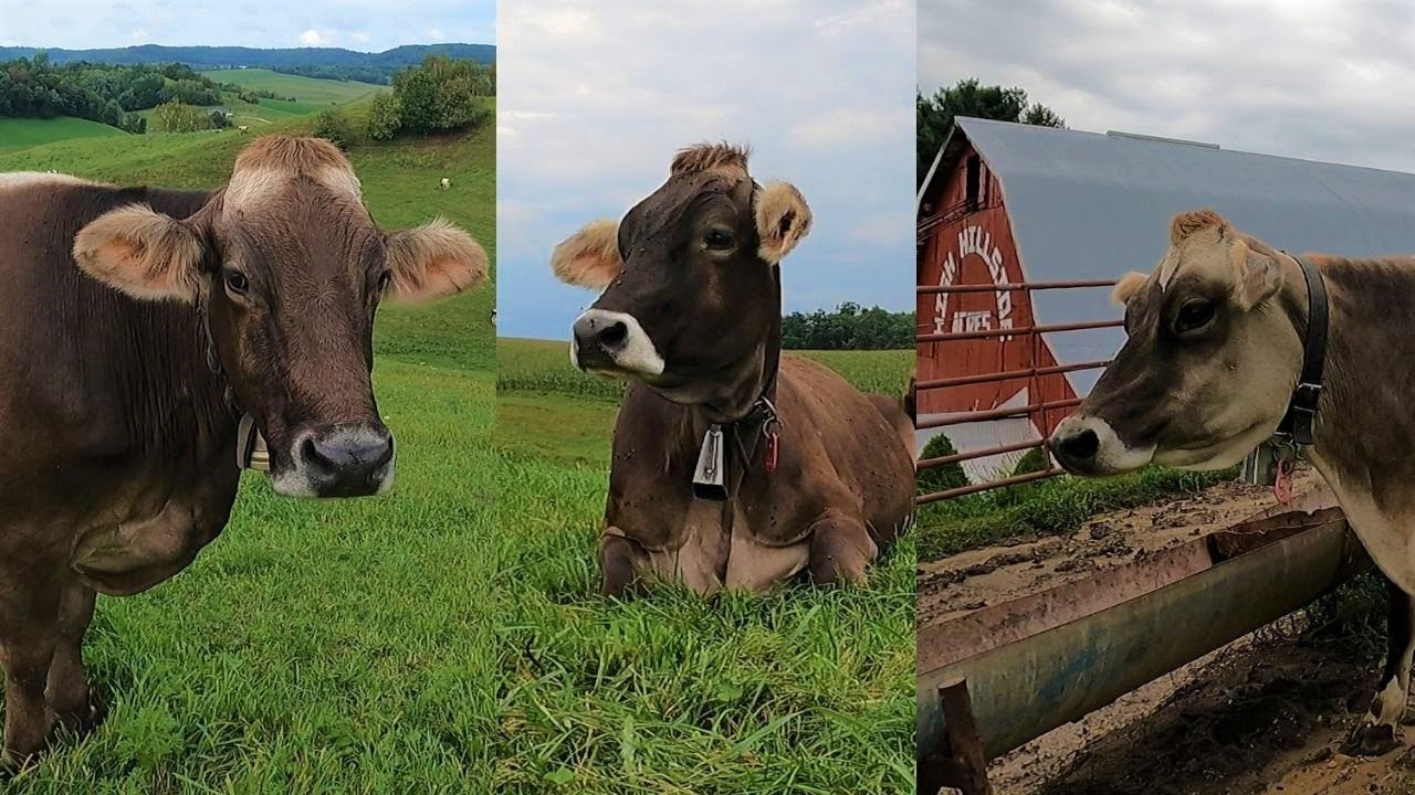 Brown Swiss Cows