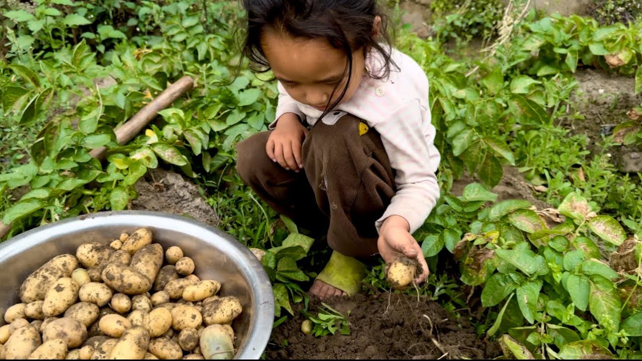 आज पनि मेरी प्यारी सानु र म organic 🥔 आलु खन्दै #organiclifestyle #keepwatching #keepsupporting #fyp