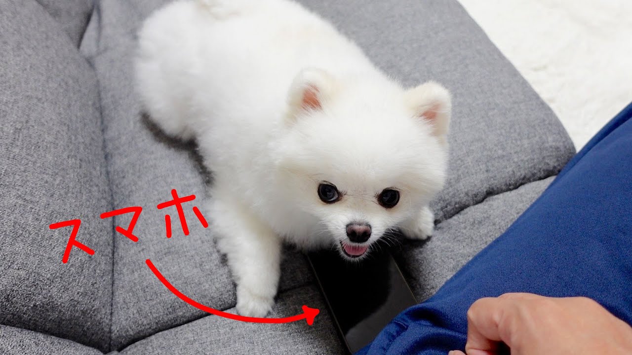 スマホにヤキモチをやいてしまったポメラニアン